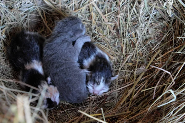 Three Little Kittens Lying Hay Newborn Kittens — Stock Photo, Image