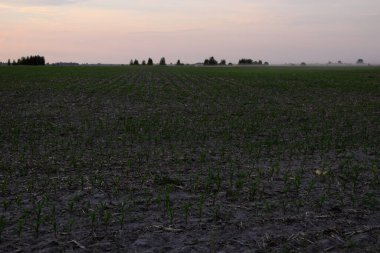 Mısır ekilmiş bir çiftlik arazisi. Tarlada mısır filizleri. Akşam manzarası.