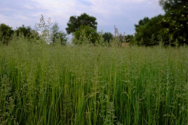 Kalın çayırlar. Akşamları yeşil bozkır bitki örtüsü.