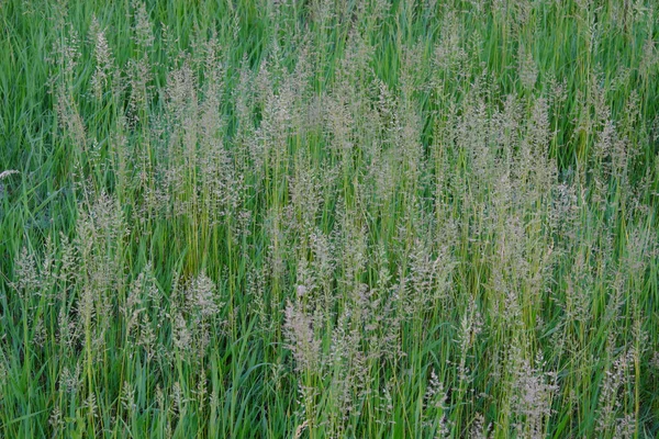 Dickicht Von Steppengräsern Als Hintergrund Hartes Steppengras — Stockfoto