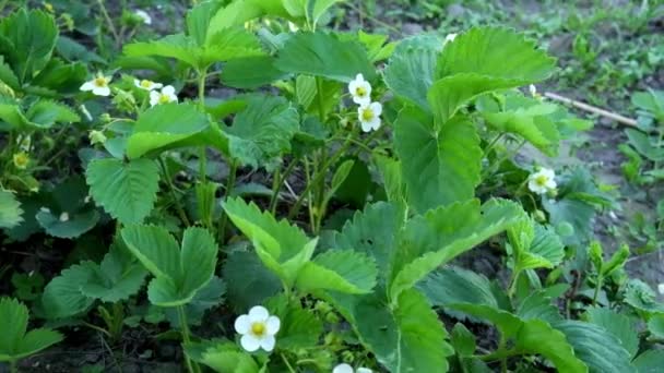 Bloeiende Aardbeienstruik Zwaait Wind Langzame Beweging — Stockvideo