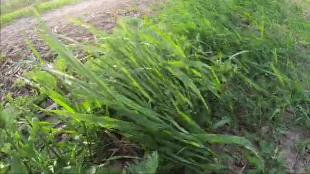 Herbe Des Champs Balançant Sous Les Rafales Vent — Video