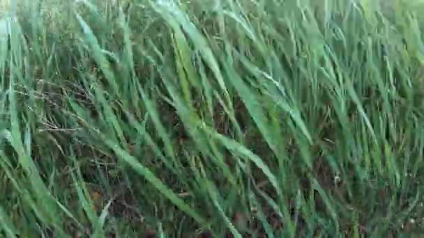Feldgras Wiegt Sich Wind Die Sonnenstrahlen Zwischen Den Grasblättern — Stockvideo