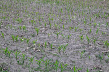 Mısır sapları akşam bir tarlada sıra sıra büyür. Tarım alanı.