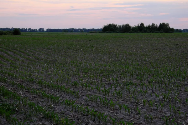 Farm Field Sown Corn Sprouts Corn Field Evening Landscape — Stock Photo, Image