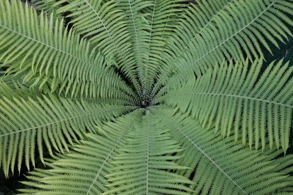 背景にシダの葉 美しい対称植物 — ストック写真