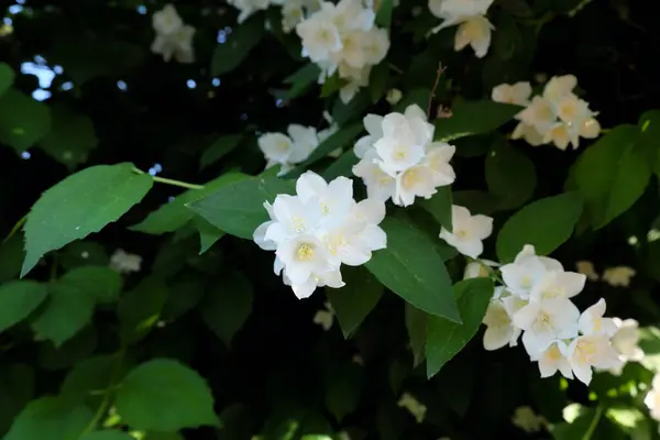 Krásné Jasmínové Květy Kvetou Větvích — Stock fotografie