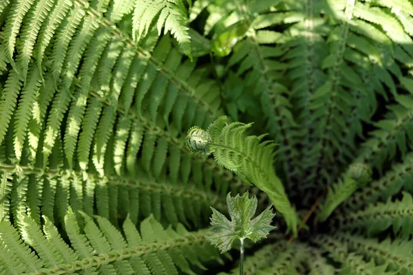 美しい緑のシダの葉 花の背景 観賞用植物 — ストック写真