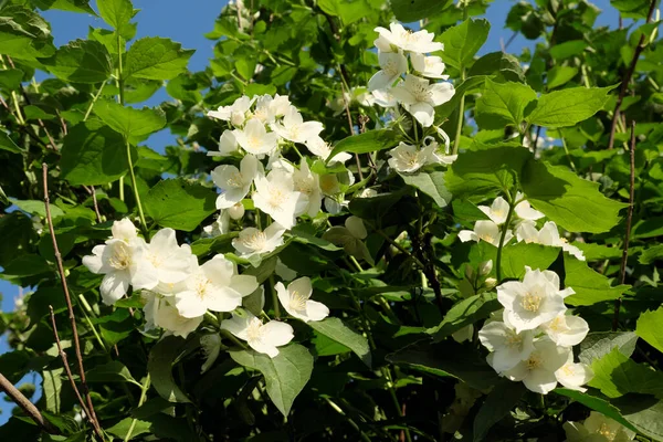 Beautiful Jasmine Flowers Blooming Branches — Stock Photo, Image