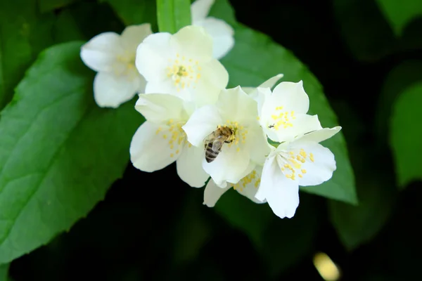 Bee Collects Nectar Jasmine Flower — Stock Photo, Image