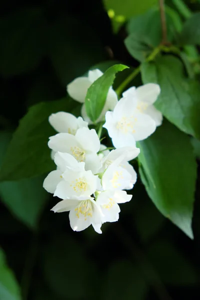 Jasmine Flowers Branch Blurred Background — Stock Photo, Image