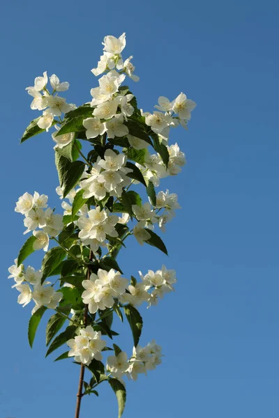 Rama Jazmín Contra Cielo Azul Día Soleado Hermosas Flores Fragantes —  Fotos de Stock