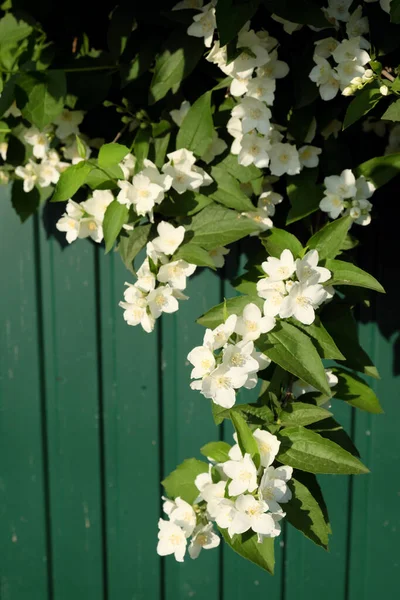 Yeşil çitin arka planında çiçekli bir yasemin çalısı..