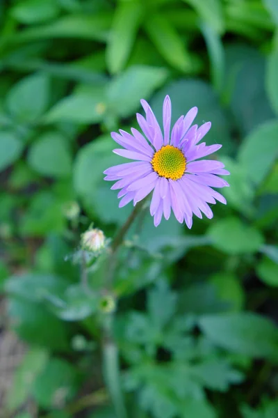 Daisy Flor Com Pétalas Roxas Bela Flor Selvagem — Fotografia de Stock