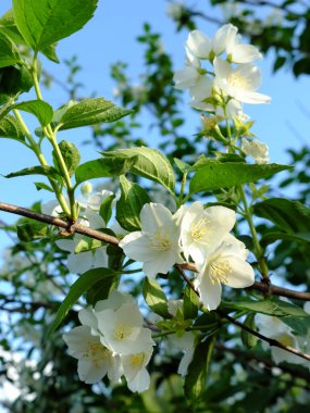 Çiçekli bir yasemin çalısı dalı. Güzel beyaz taç yaprakları.