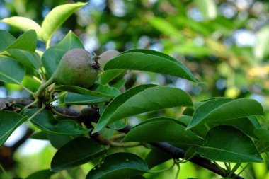 Olgunlaşmamış bir armutun meyveleri bir dalda yetişir..