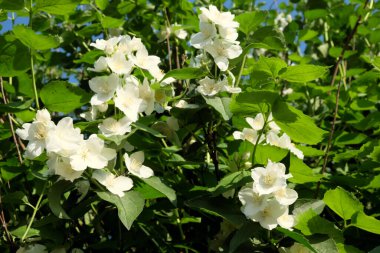 Güzel yasemin çiçekleri dallarda çiçek açıyor..
