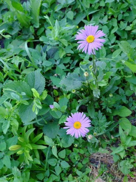 两朵美丽的紫罗兰花 田里的植物和花朵紫菊花 — 图库照片