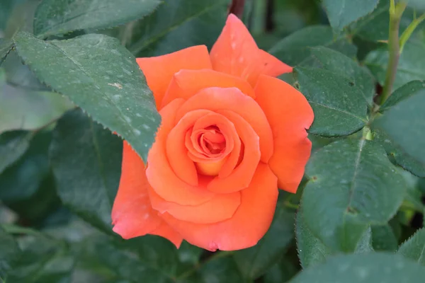 Una Deliciosa Flor Rosa Coral Flor Rosa Grande — Foto de Stock