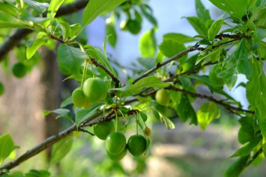 Olgunlaşmamış kiraz eriği bir dalda yetişir..