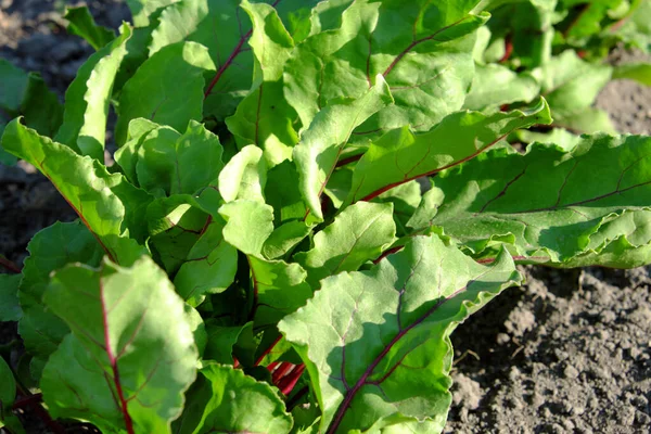 Beetroot Growing Garden Lush Beet Tops Homegrown Vegetables — Stock Photo, Image