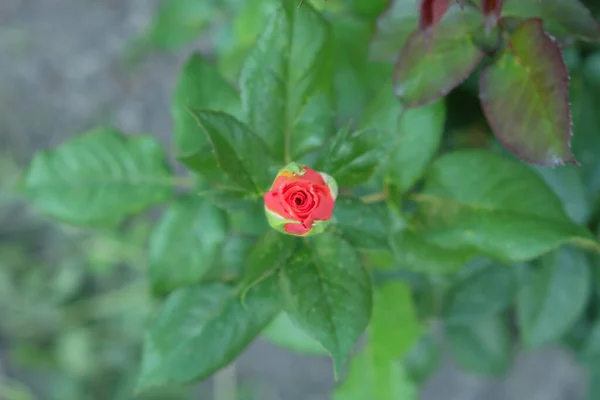 Pequeno Broto Uma Flor Rosa Jovem Rosa Não Soprada — Fotografia de Stock