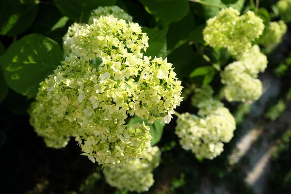 Büyük Ortanca Kızılötesi Ortancaları Küçük Beyaz Çiçekler — Stok fotoğraf