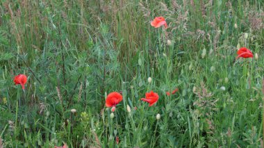 Kırmızı gelincikler çeşitli otlar arasında çiçek açarlar..