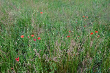 Kırmızı gelincikler çeşitli otlar arasında çiçek açarlar..
