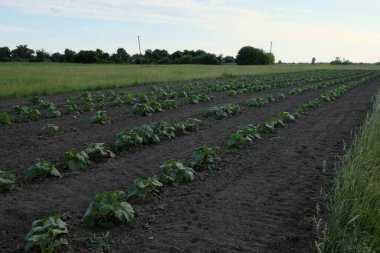 Balkabağı yatağı. Balkabaklarının yetiştiği bir bahçe. Ev yapımı ürünler.