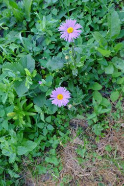 İki güzel menekşe çiçeği. Tarla bitkileri ve çiçekler. Mor papatya