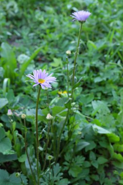 Mor yapraklı papatya çiçekleri. Güzel çiçekler..