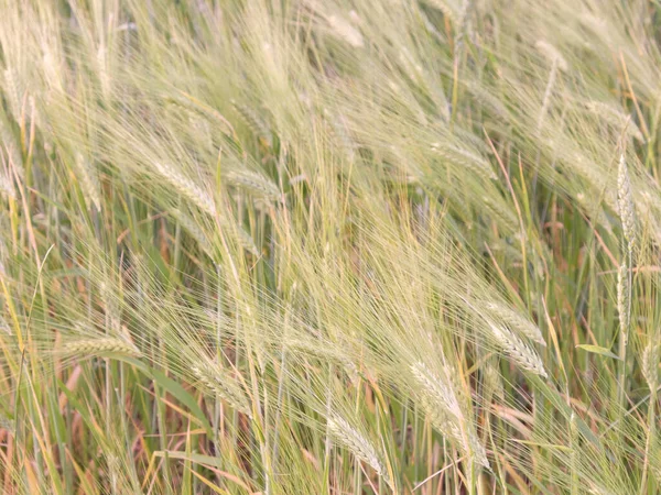 Portes Blé Comme Fond Grain Non Mûr Récolte Des Céréales — Photo