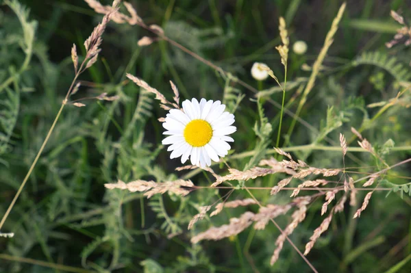 Una Magnífica Flor Manzanilla Entre Hierbas Campo Hermosa Flor Blanca —  Fotos de Stock