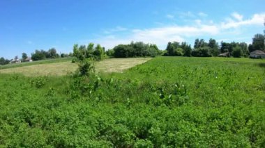 Güneşli bir günde rüzgarda sallanan çayırlar. Kırsal kesimde. Zaman Uygulaması.