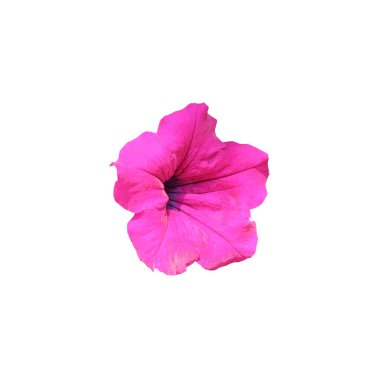 Bir sürü pembe petunya çiçeği. Çiçek açan sürfinya. Ev dekoratif çiçekleri. Beyaz bir arkaplanda izole edilmiş.