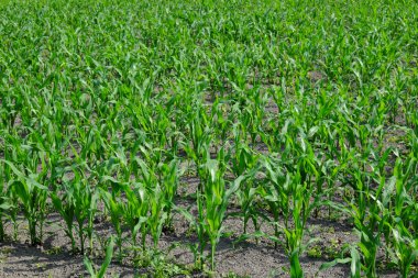 Genç mısırların sapları tarlada yetişir..