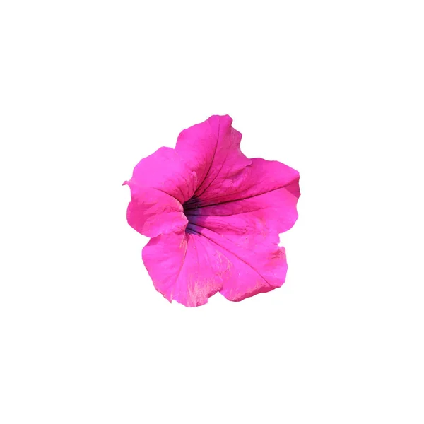 Bir Sürü Pembe Petunya Çiçeği Çiçek Açan Sürfinya Dekoratif Çiçekleri — Stok fotoğraf