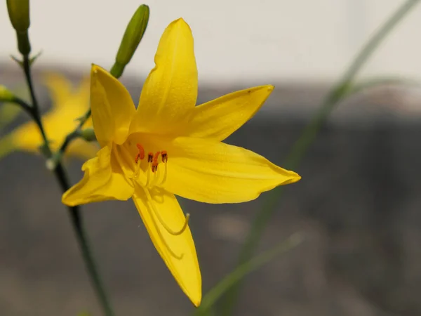 Sárga Liliom Virág Gyönyörű Virág Sárga Szirmokkal — Stock Fotó