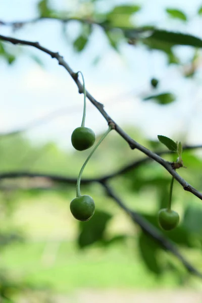 Branch Unripe Cherries Homegrown Berries — Stock Photo, Image