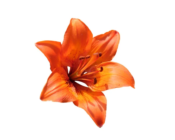 Jasně Oranžová Lilie Krásná Květina Oranžovými Okvětními Lístky Izolováno Bílém — Stock fotografie