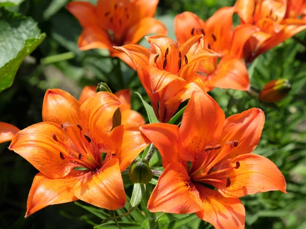 Λαμπερά Πορτοκαλί Λουλούδια Κρίνου Όμορφα Λουλούδια Πορτοκαλί Πέταλα — Φωτογραφία Αρχείου