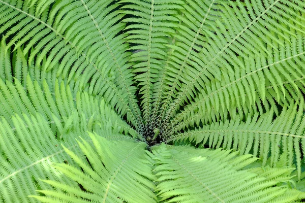 Grön Ormbunke Som Bakgrund Fern Blad Närbild — Stockfoto