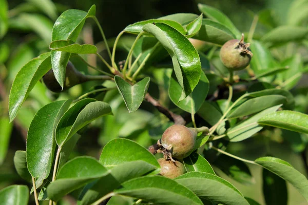 Una Pera Inmadura Una Rama Frutas Cosecha Propia —  Fotos de Stock