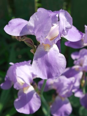 Mor iris çiçeği. Büyük yapraklı bir çiçek..