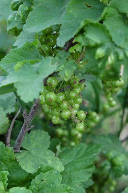 Olgunlaşmamış üzümler bir dala tutunur. Küme.