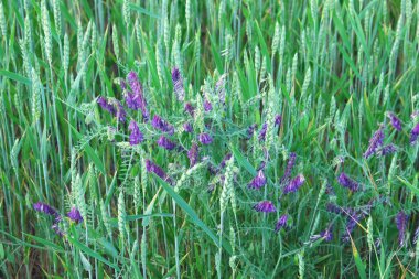 Buğday başakları arasında bahar çadırı büyür. Mor kır çiçekleri. Vika siderat.
