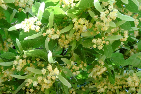 Bunga Dari Pohon Linden Cabang Dari Linden Mekar — Stok Foto