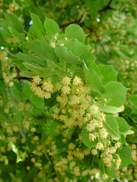 Bloemen Van Linden Tree Takken Van Bloeiend Linde — Stockfoto