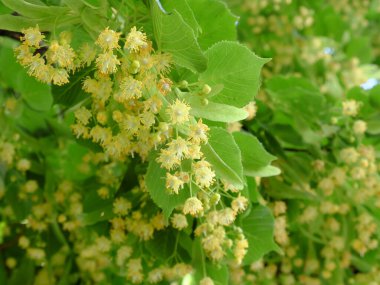 ıhlamur ağacı çiçekleri. Çiçek açan ıhlamur..